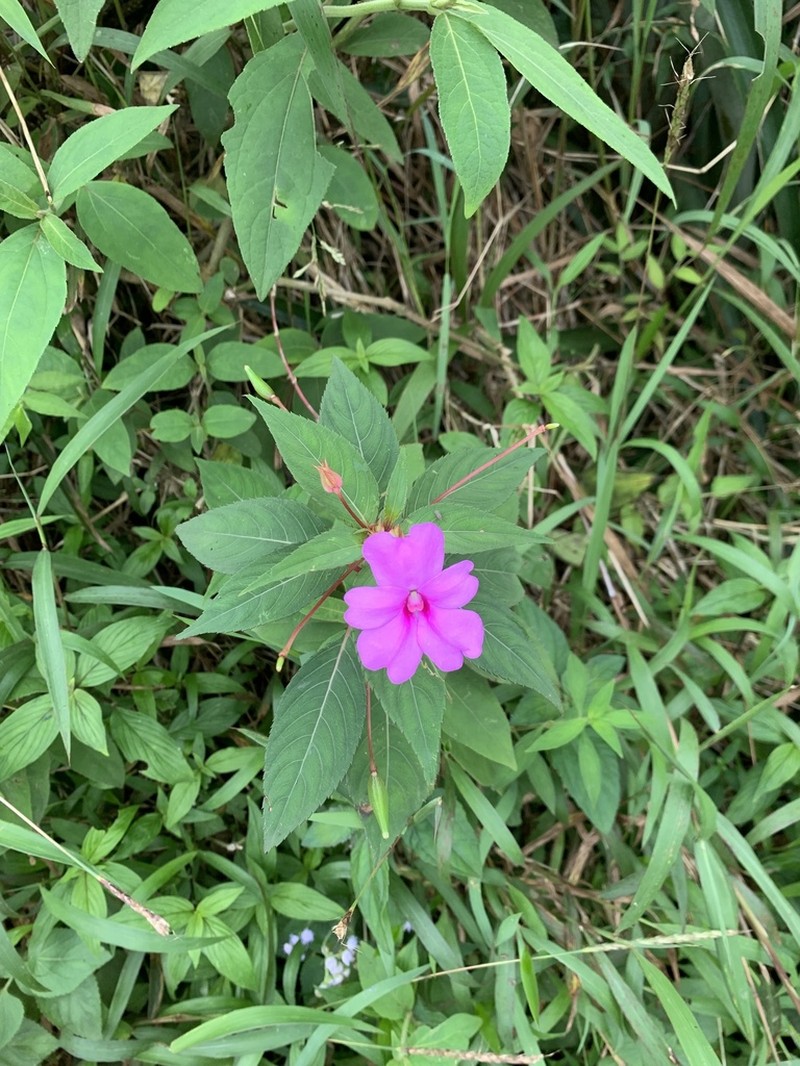 Impatiens platypetala photo 7