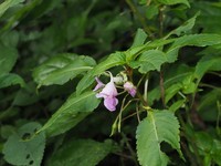 Impatiens platysepala