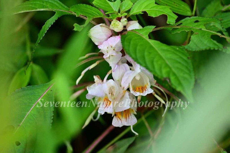 Impatiens platysepala photo 2