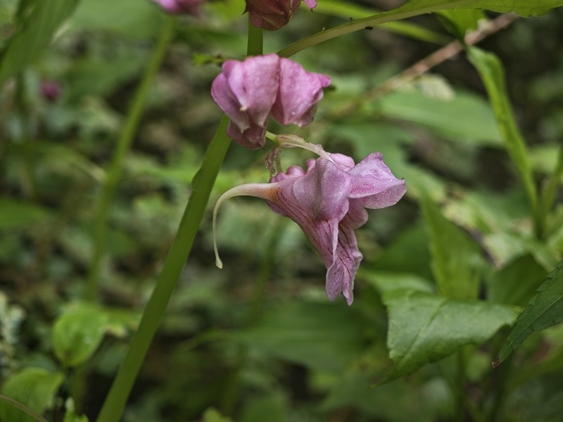 Impatiens platysepala photo 3