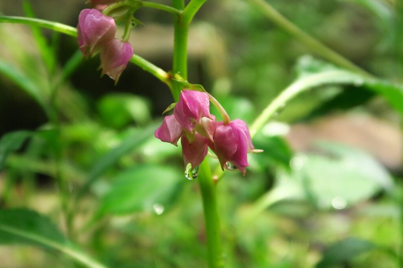 Impatiens platysepala photo 4