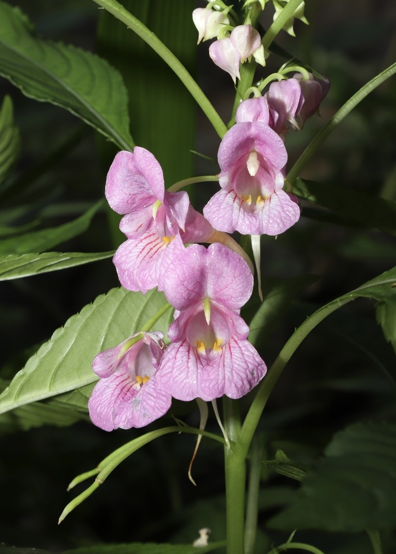 Impatiens platysepala photo 5