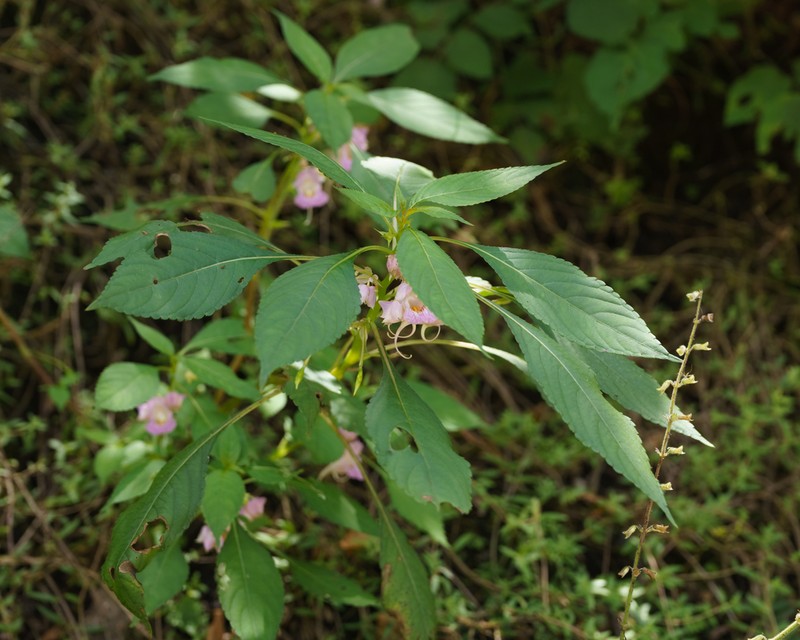 Impatiens platysepala photo 6