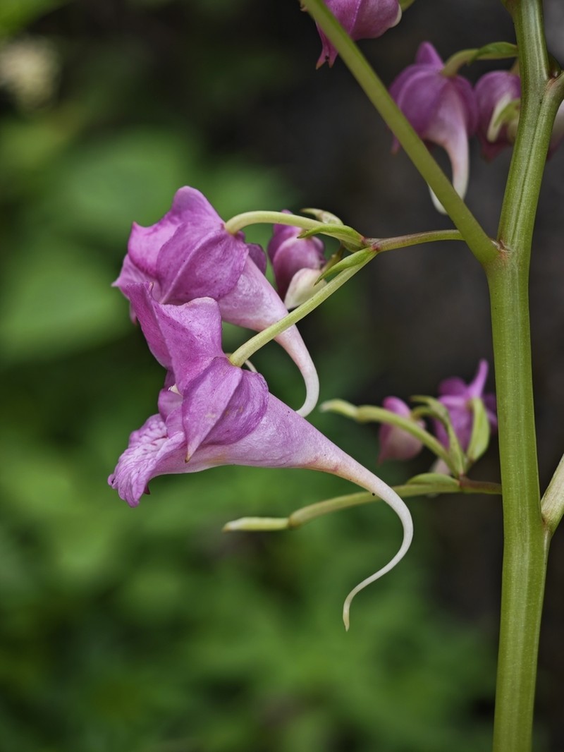 Impatiens platysepala photo 7
