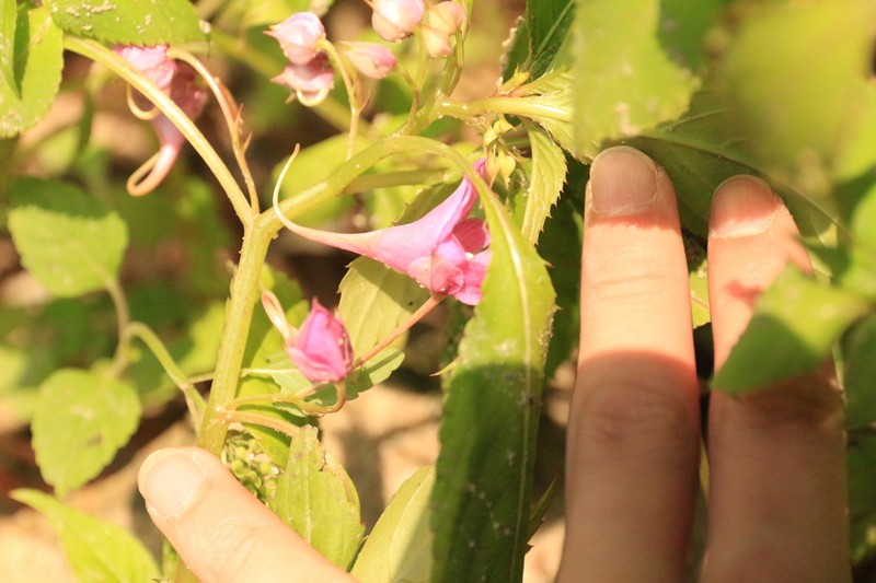 Impatiens platysepala photo 8