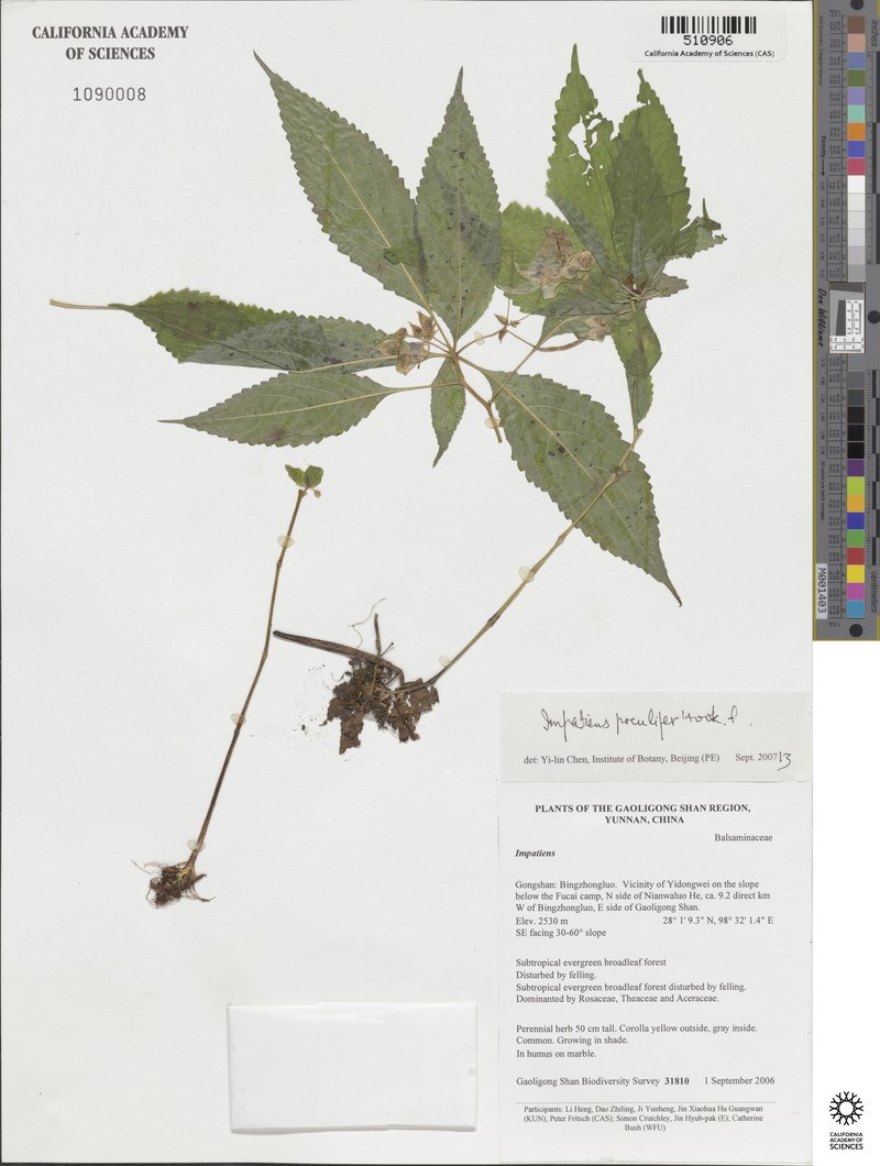 Impatiens poculifer