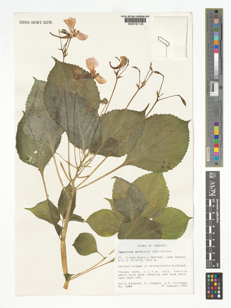 Impatiens polhillii