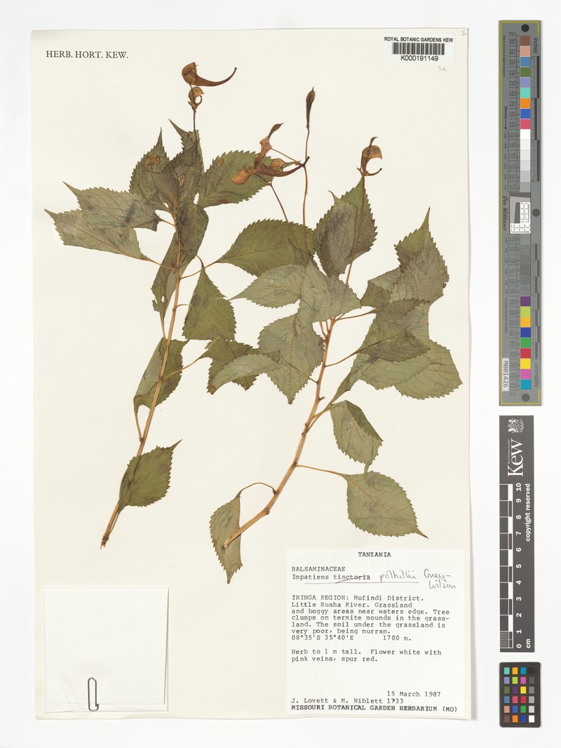 Impatiens polhillii photo 2