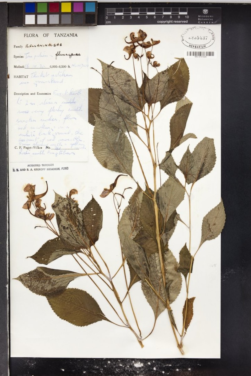 Impatiens polhillii photo 3
