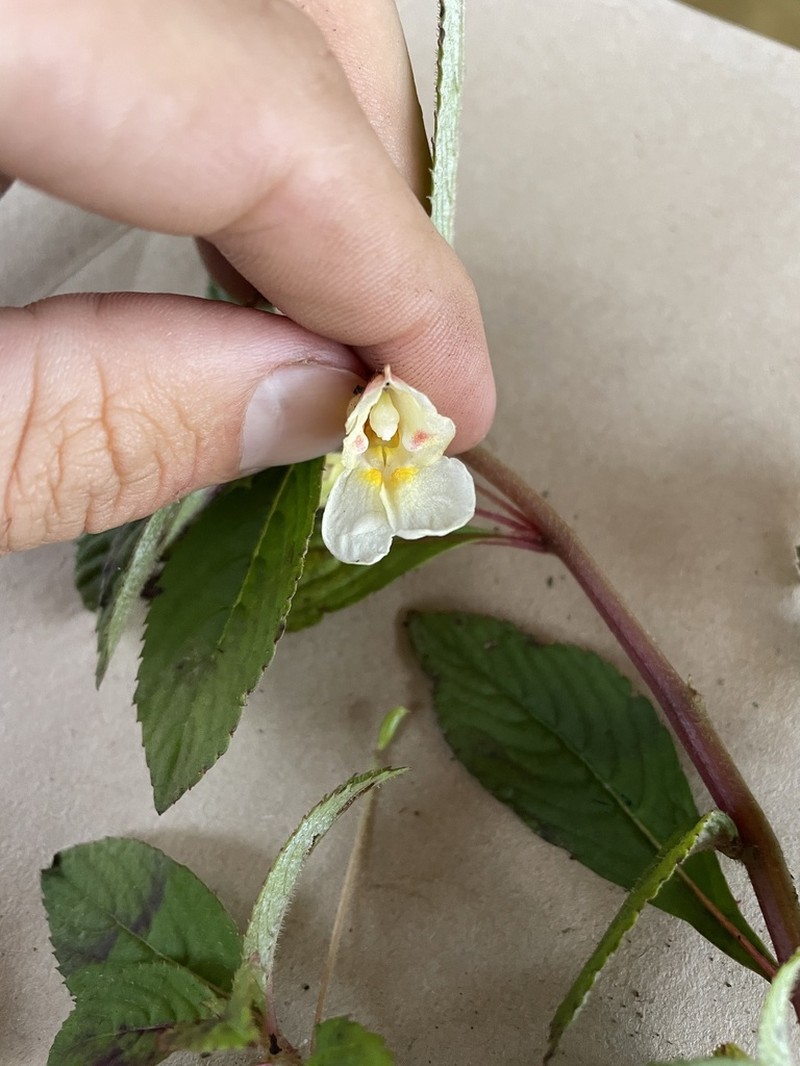 Impatiens polyantha
