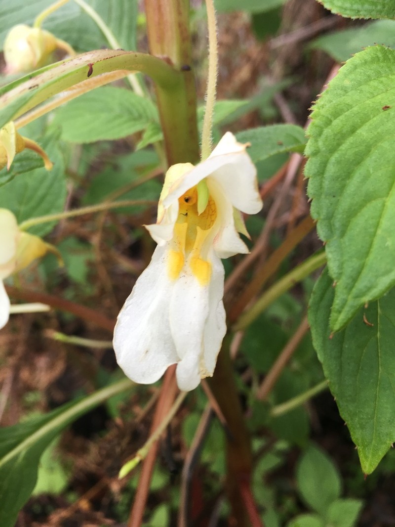 Impatiens polyantha photo 2