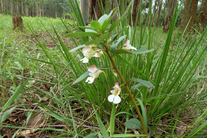 Impatiens polyantha photo 3