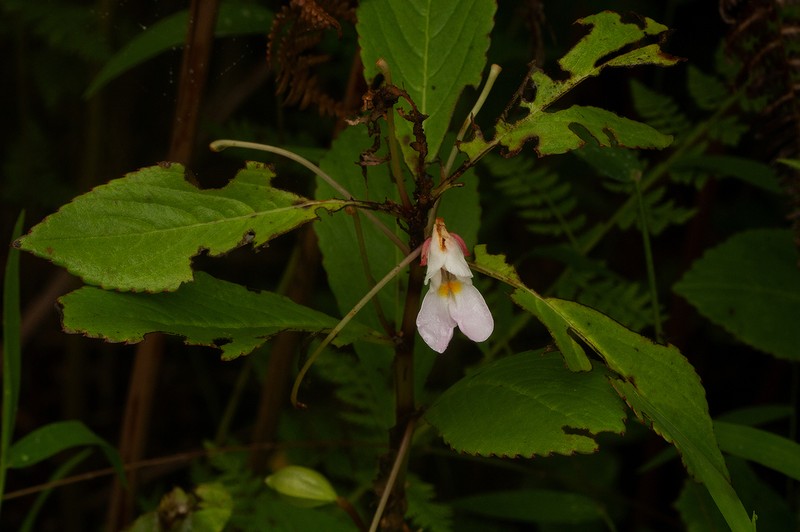 Impatiens polyantha photo 4