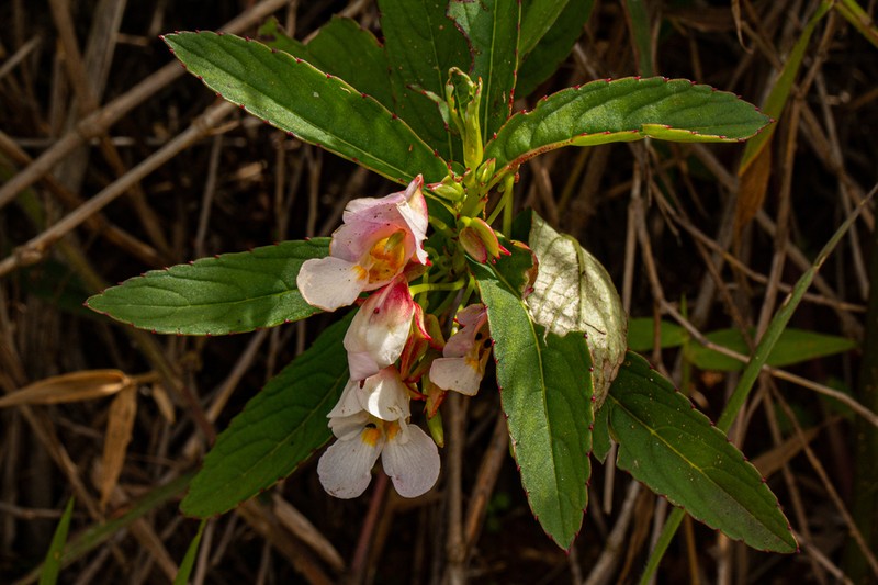 Impatiens polyantha photo 5