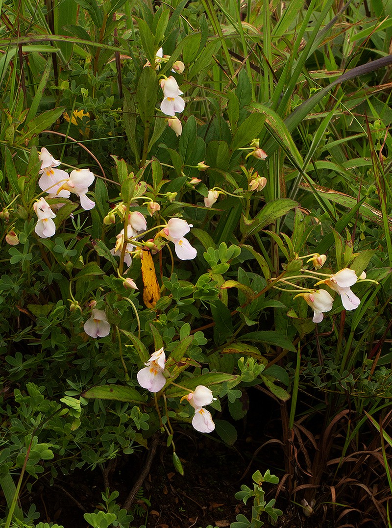 Impatiens polyantha photo 6