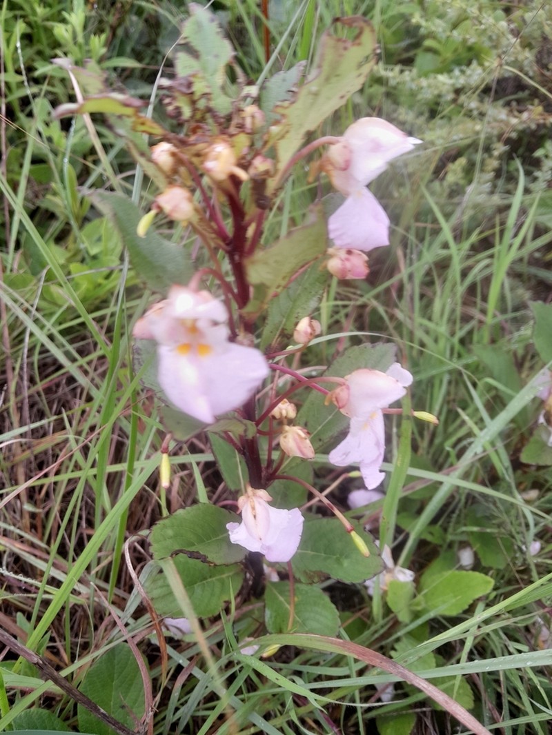 Impatiens polyantha photo 7