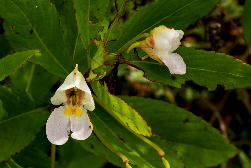 Impatiens polyantha photo 8