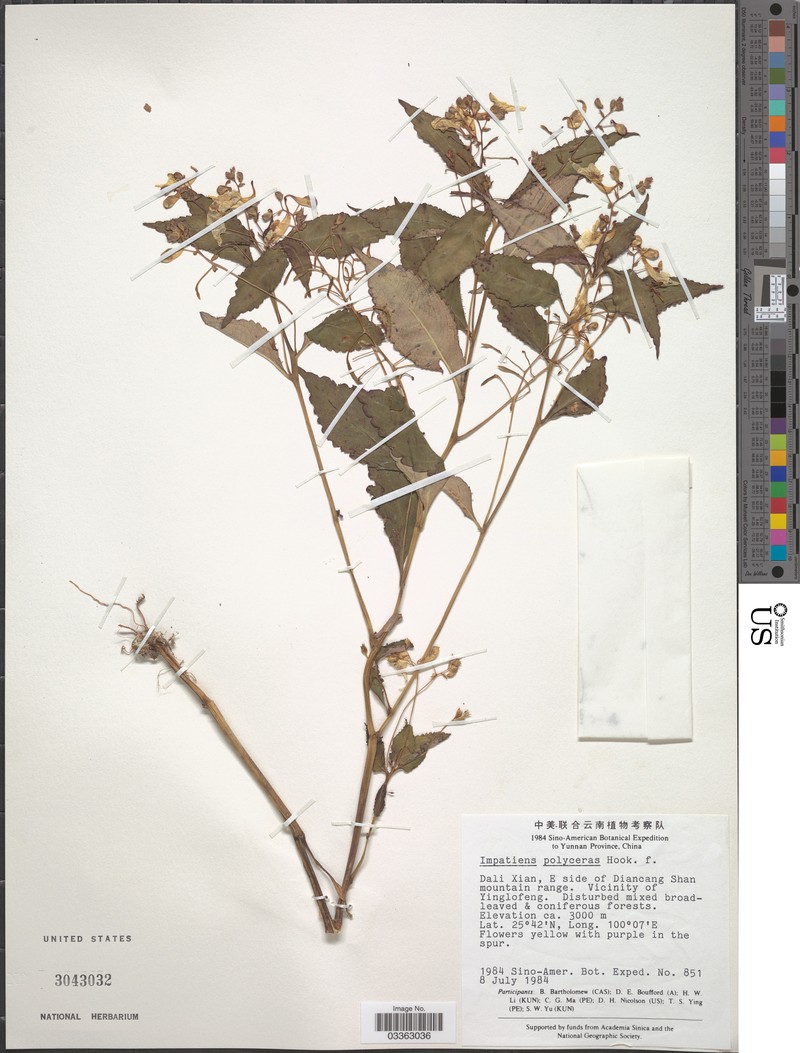 Impatiens polyceras