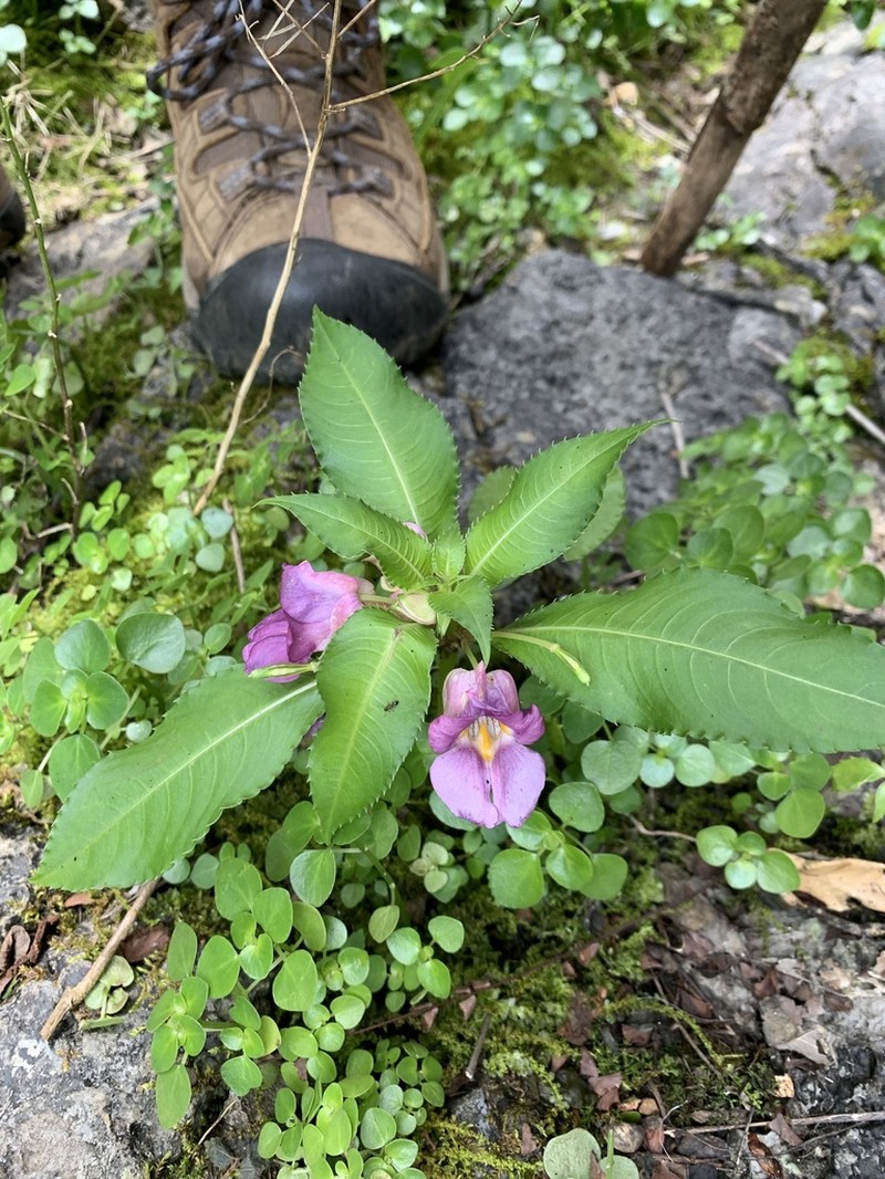 Impatiens polyneura