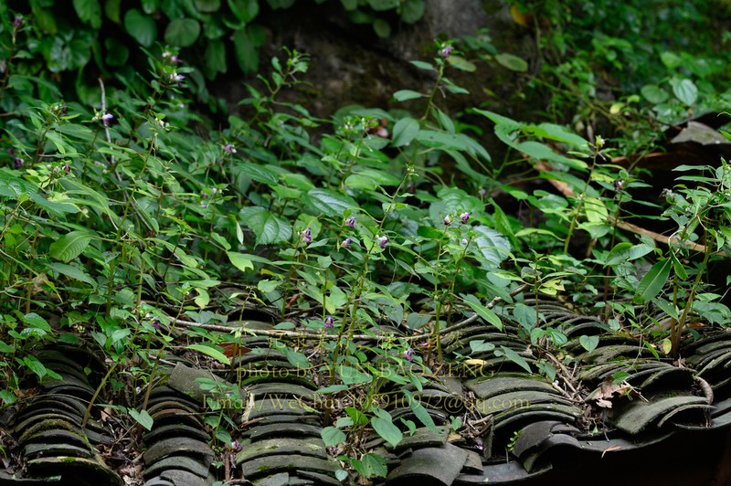 Impatiens polyneura photo 2