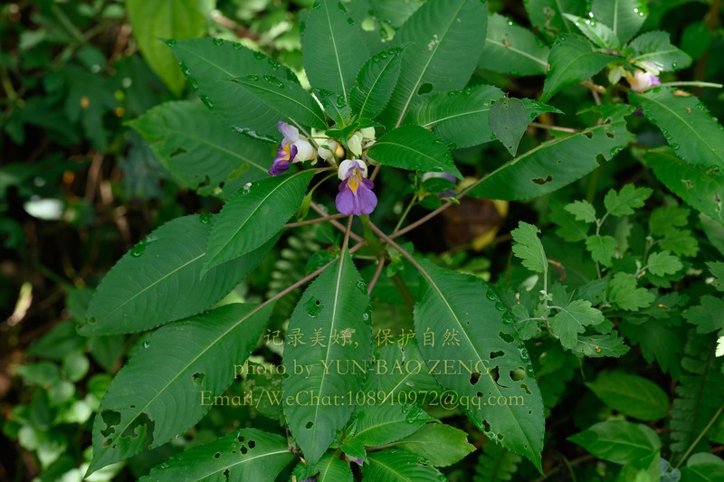 Impatiens polyneura photo 3