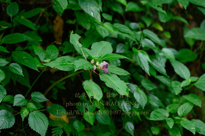 Impatiens polyneura photo 4