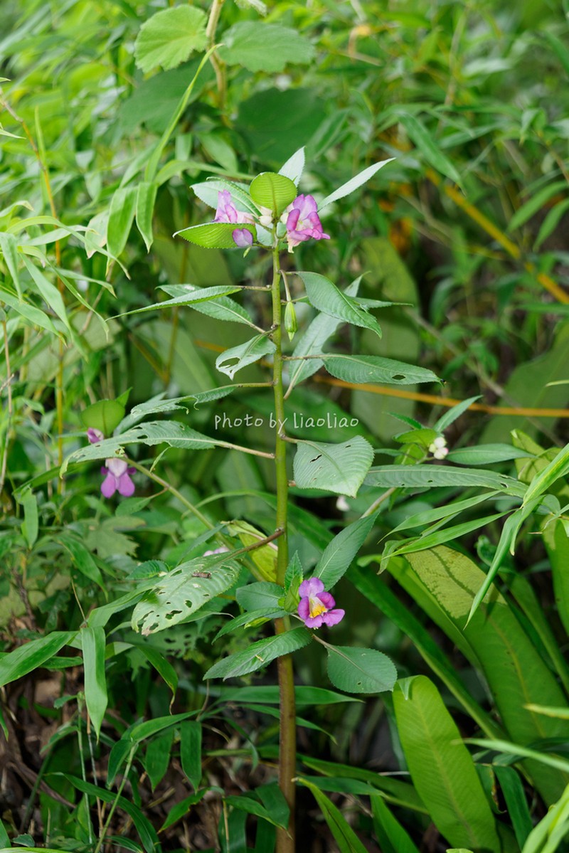 Impatiens polyneura photo 5