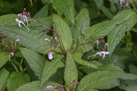 Impatiens porrecta