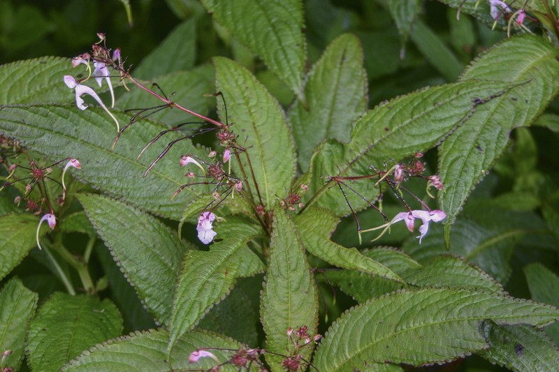 Impatiens porrecta