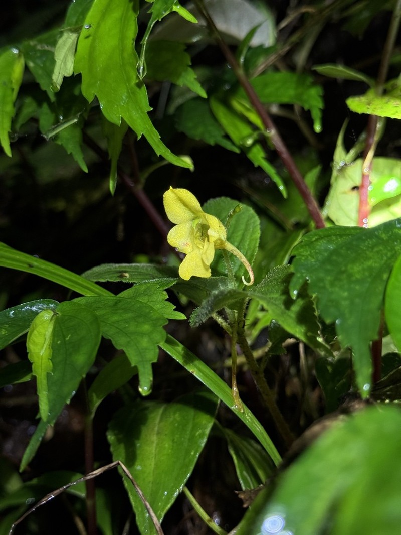 Impatiens porrecta photo 2