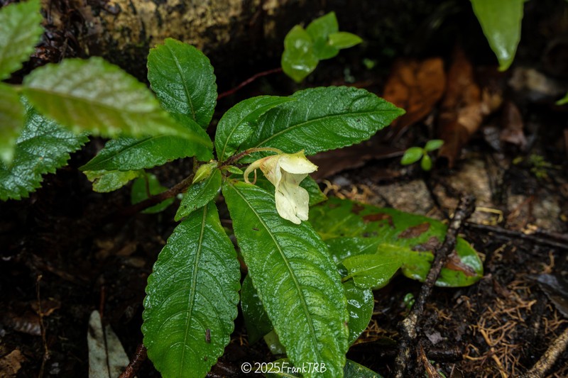 Impatiens porrecta photo 3