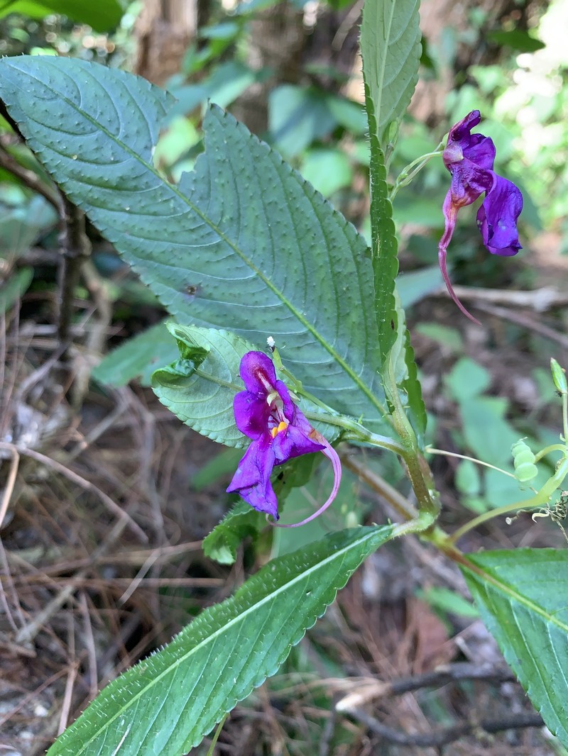 Impatiens porrecta photo 4
