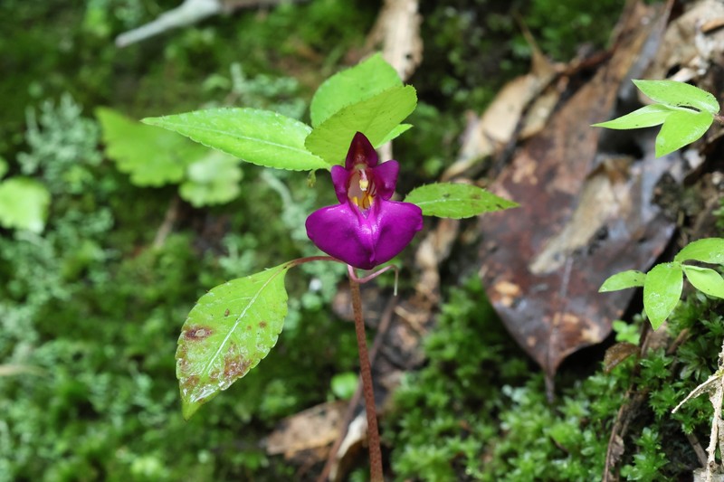 Impatiens porrecta photo 5