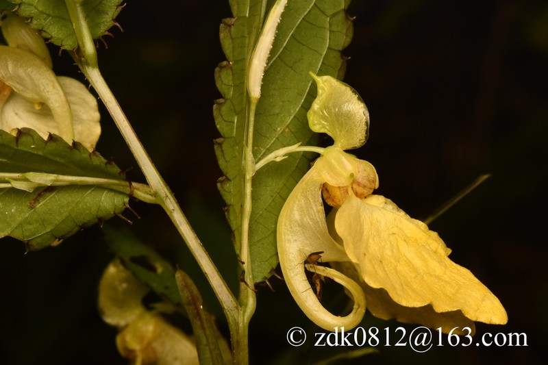 Impatiens potaninii