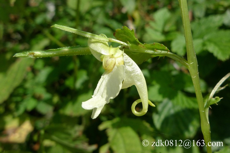 Impatiens potaninii photo 2