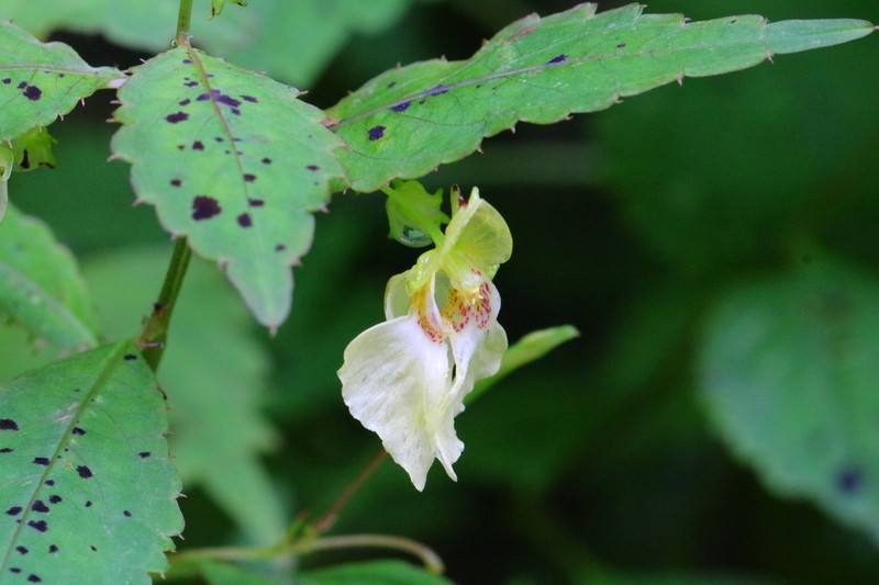 Impatiens potaninii photo 3