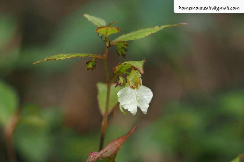 Impatiens potaninii photo 4