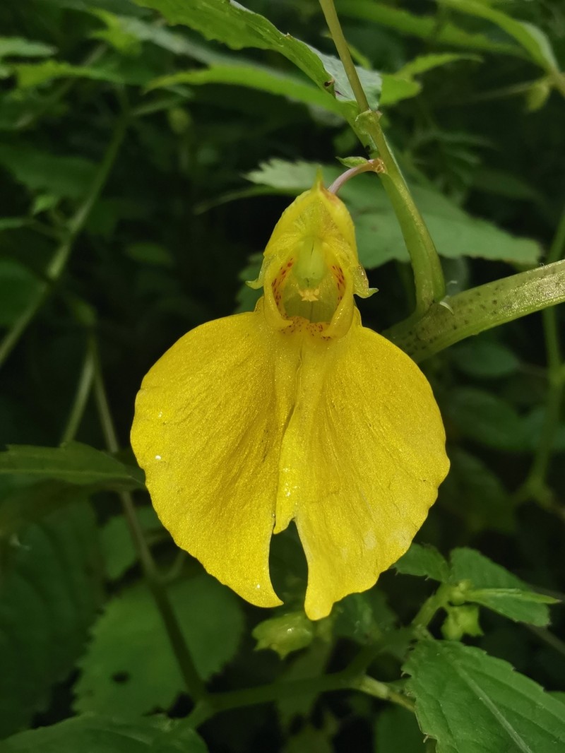 Impatiens potaninii photo 5