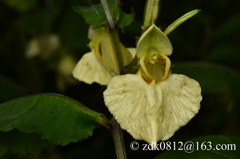 Impatiens potaninii photo 6