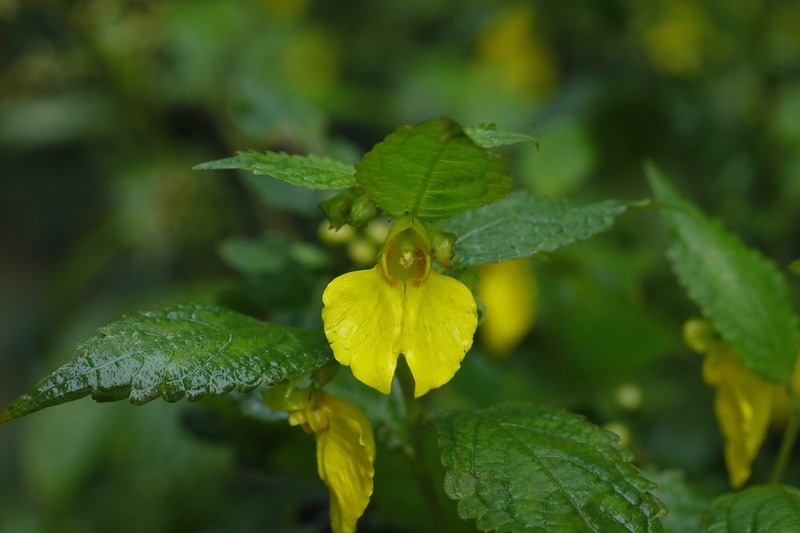Impatiens potaninii photo 7