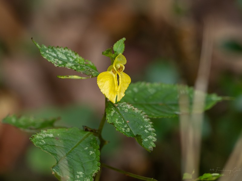 Impatiens potaninii photo 8