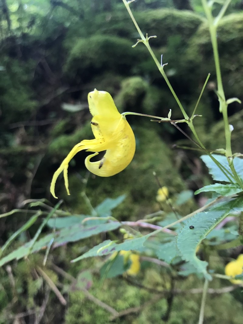 Impatiens pradhanii photo 2