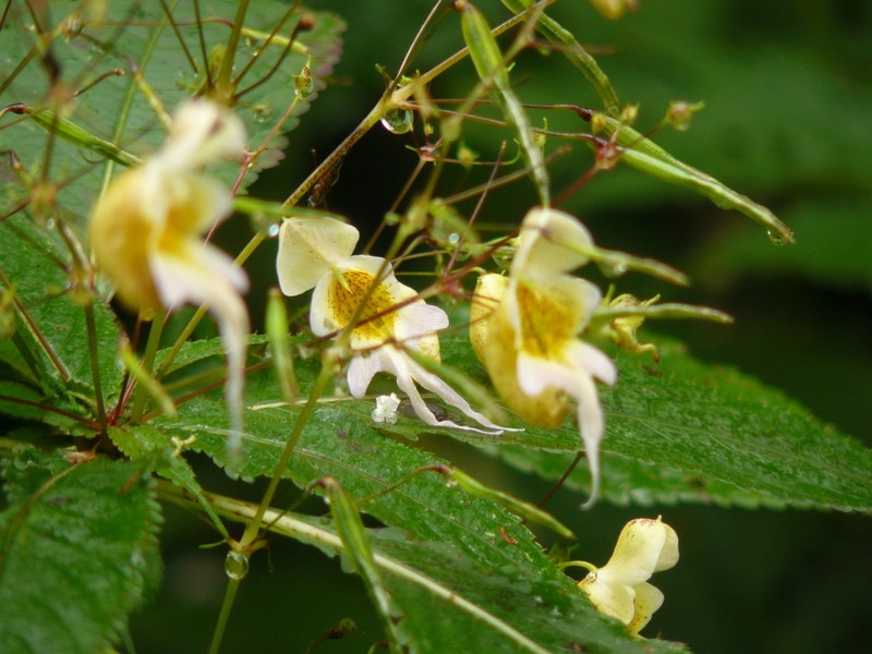 Impatiens pradhanii photo 3