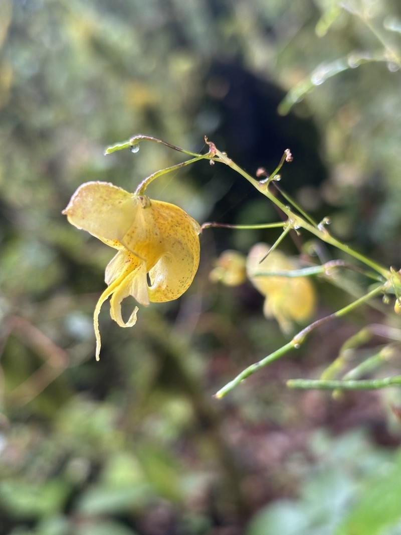 Impatiens pradhanii photo 4