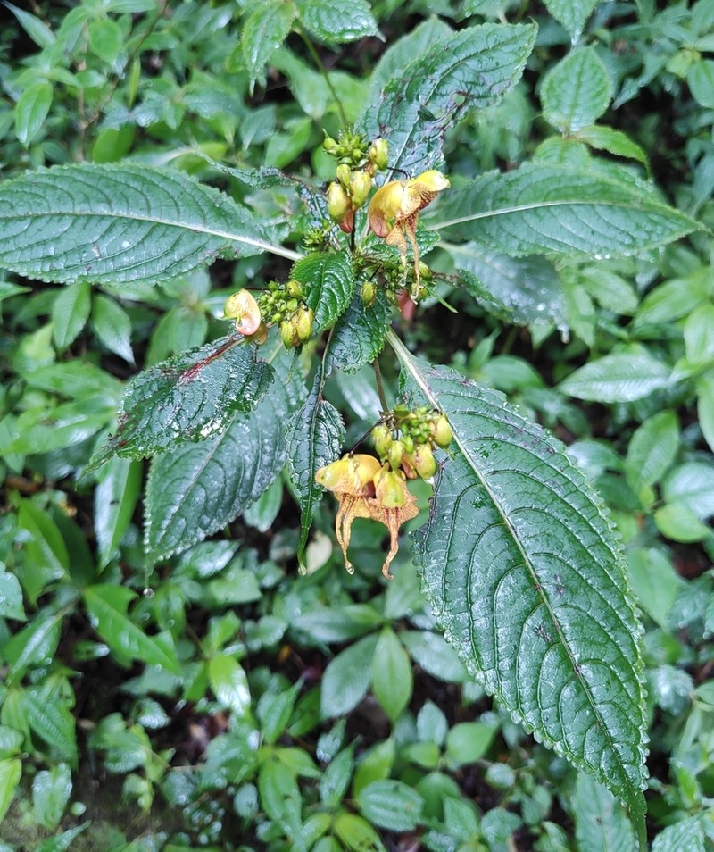 Impatiens pradhanii photo 5