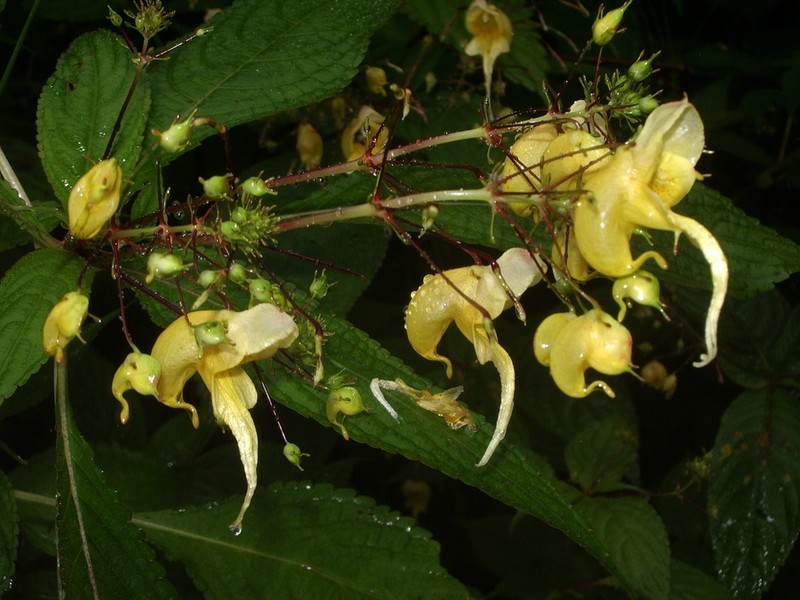 Impatiens pradhanii photo 6