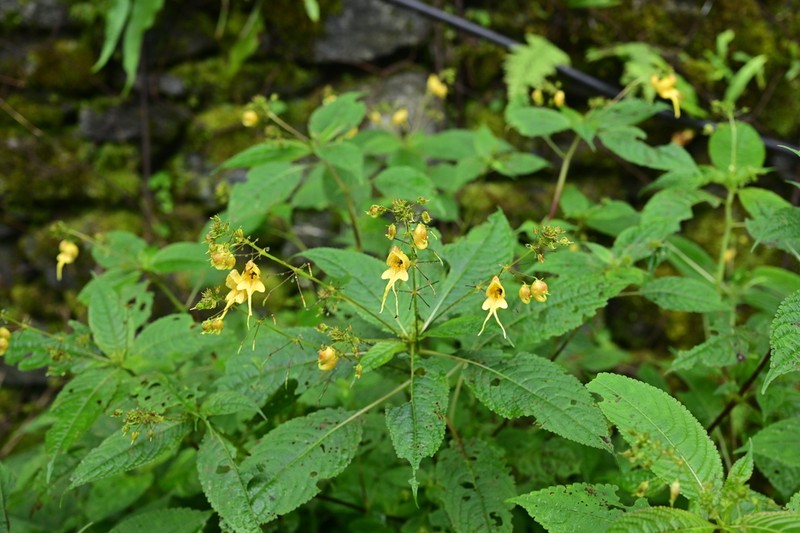Impatiens pradhanii photo 8