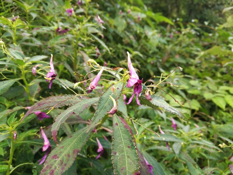 Impatiens prainii