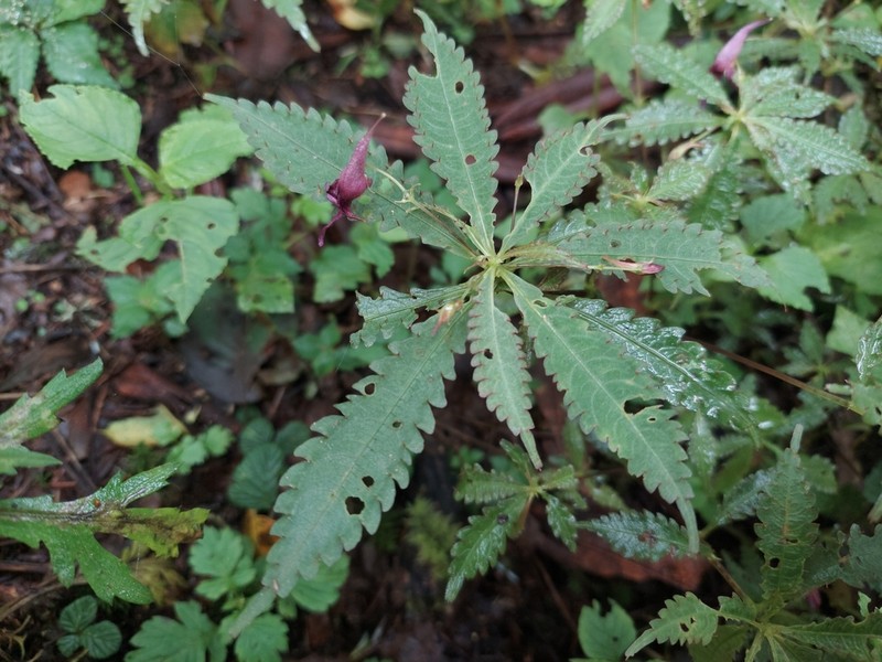 Impatiens prainii photo 2