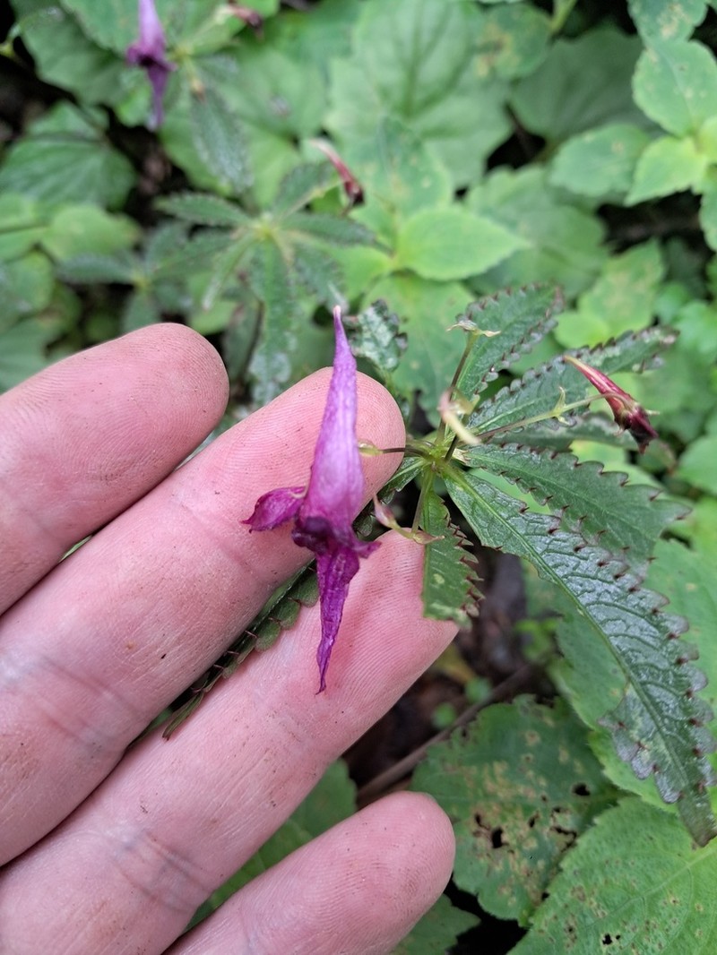 Impatiens prainii photo 3